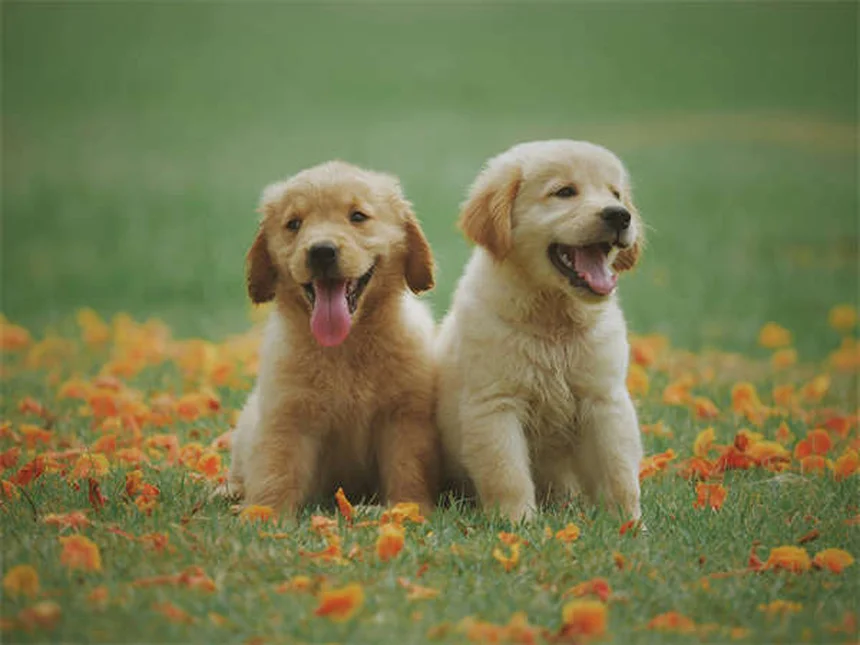 Buying a Hyundai on Amazon: The Ultimate Guide to Stress-Free Car Shopping in 2025