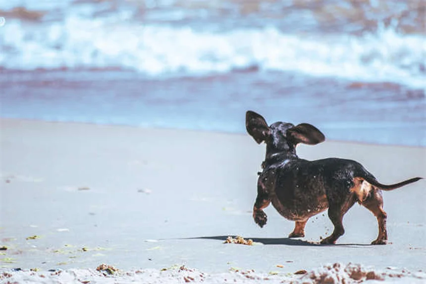 Volkswagen Price Freeze: No Tariff Hikes Until May 2024